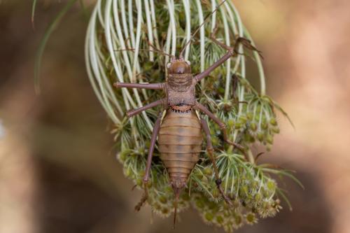Réf. 245 006 : Uromenus brevicollis insularis